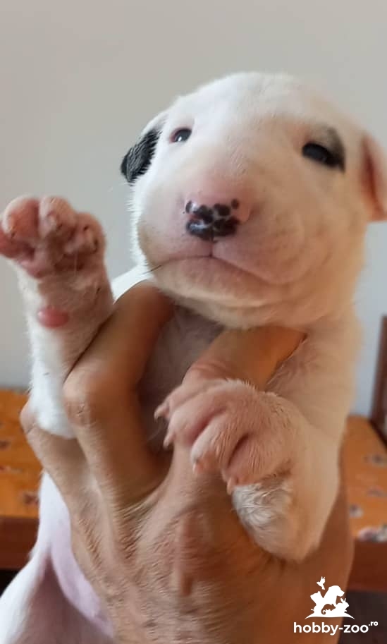 Bull Terrier Cățeluși