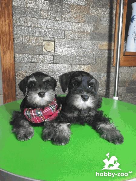 Schnauzer miniatural cățeluși FRUMOȘI