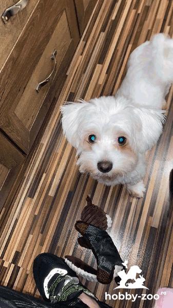 IMPERECHERE(MONTA)BICHON