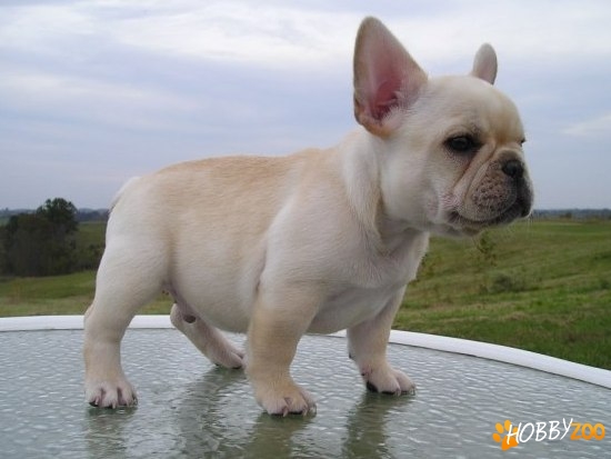 Vindem catei Bulldog Francez