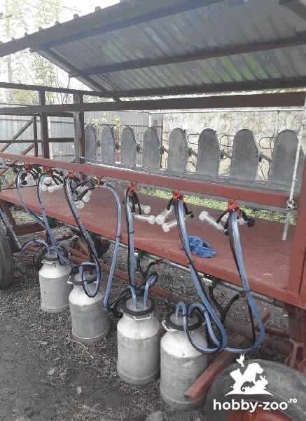 Stație de muls ovine 8 posturi