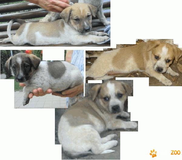 Metisi beagle, 2 luni
