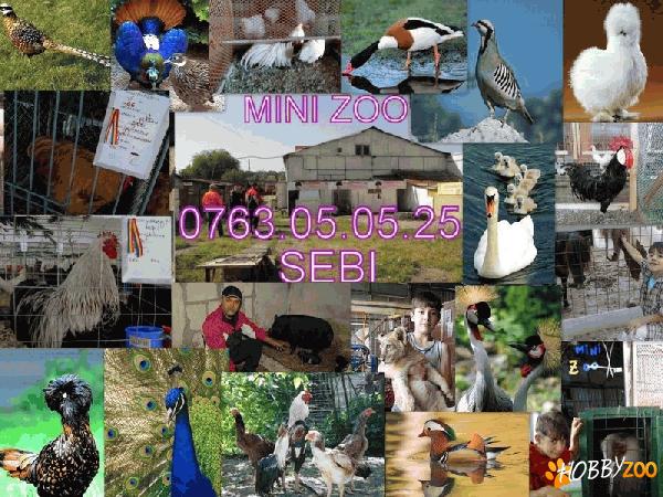 pasare si animale exotice !