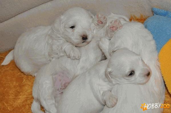 Vand pui de Bichon Maltese!