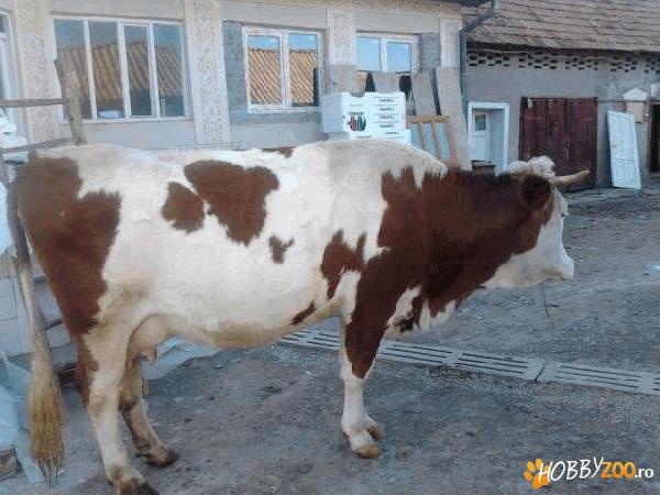 vand vaca tanara 5 ani