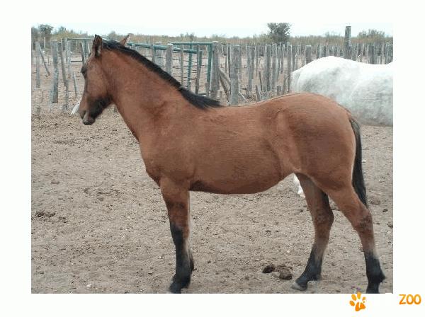 cai de rasa argentine criollo