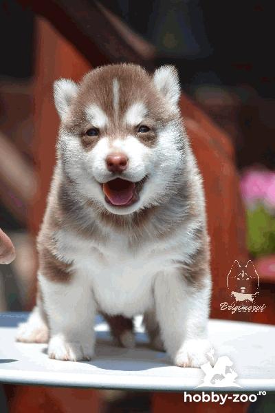 Husky Siberian rasa pura