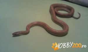 De vanzare Cornsnake - Urgent
