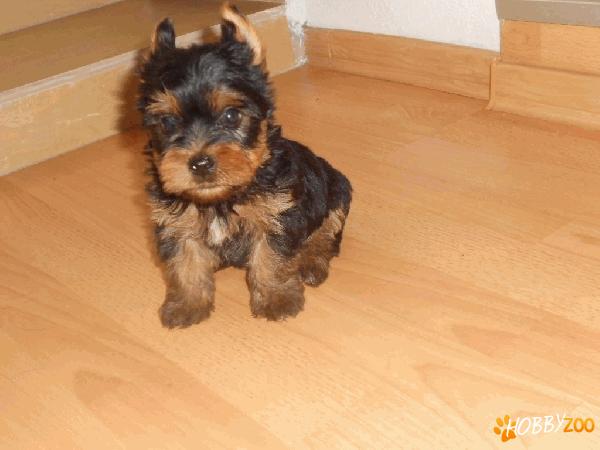 vand  yorkshire terrier