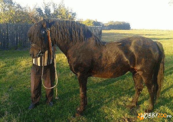 Armasar mare judetul Arges