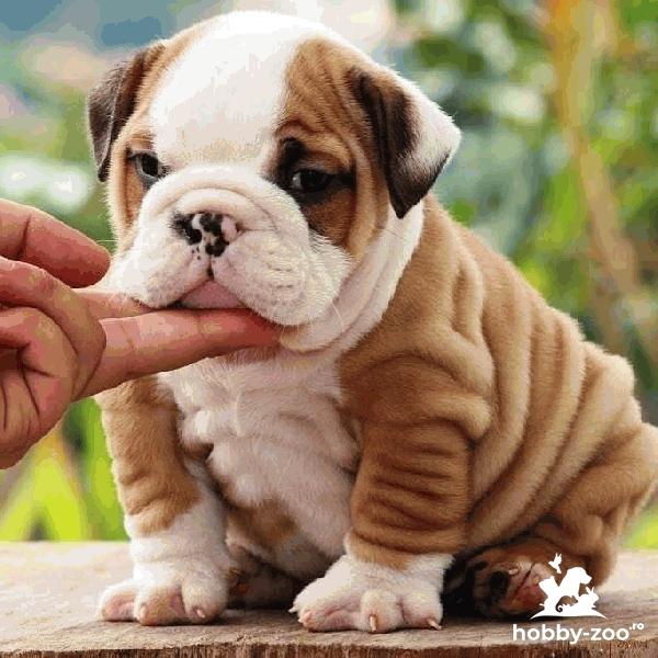 Cățeluși de buldog englez gata de vanzare