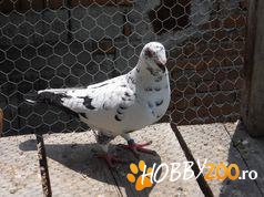 porumbei voiajori americani