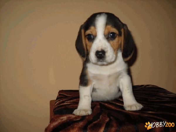 beagle tricolor de vanzare