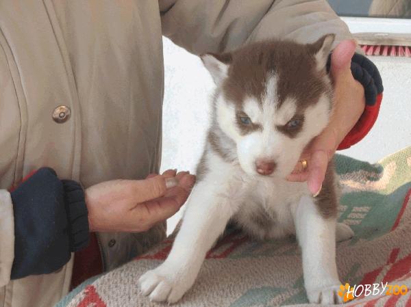 VAND  HUSKY siberian 