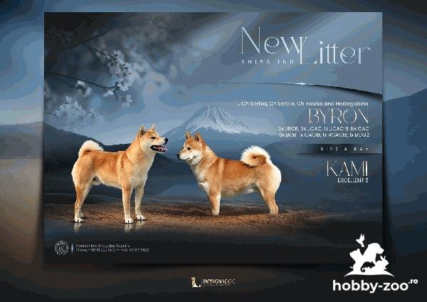  Champion litter of Shiba inu