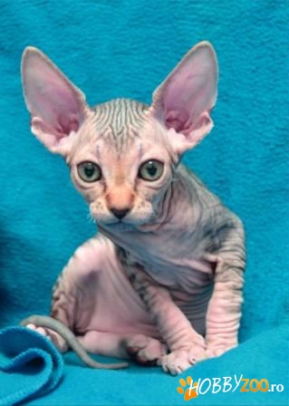 pui Sphynx Canadian 