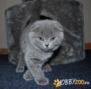 pui Scottish Fold Shorthair