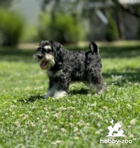 Schnauzer miniatural cățeluși