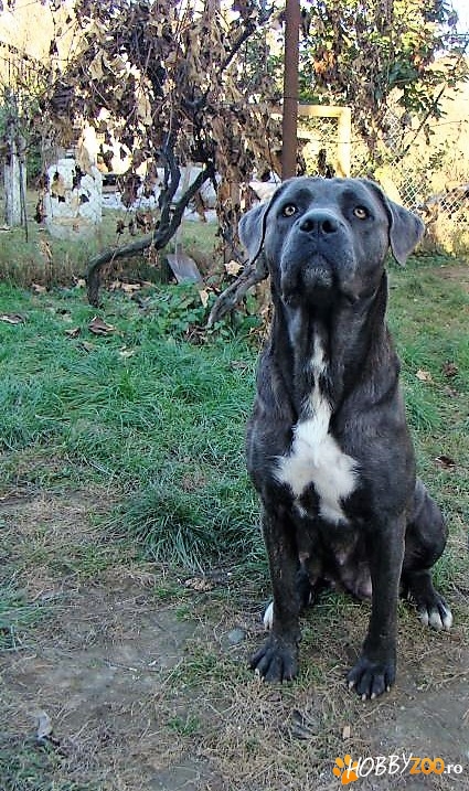 Cane Corso femelă montă