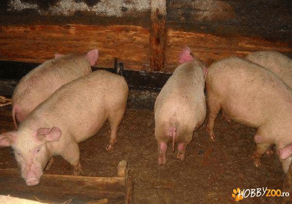 vand purcei 30 kg        