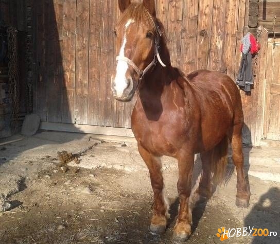 Iapa semi grea roaiba gestanta