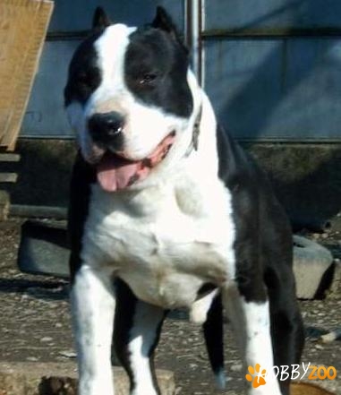 Mascul pitbull pentru monta