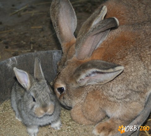 Iepuri uriasi Flemish giant