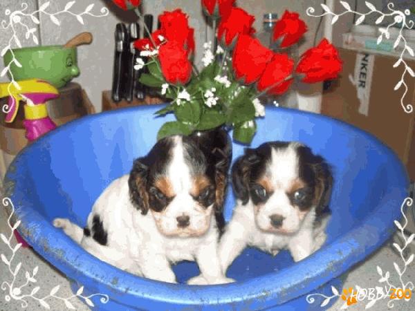 Cavalier King Charles Spaniel