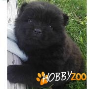 chow-chow foarte ieftin