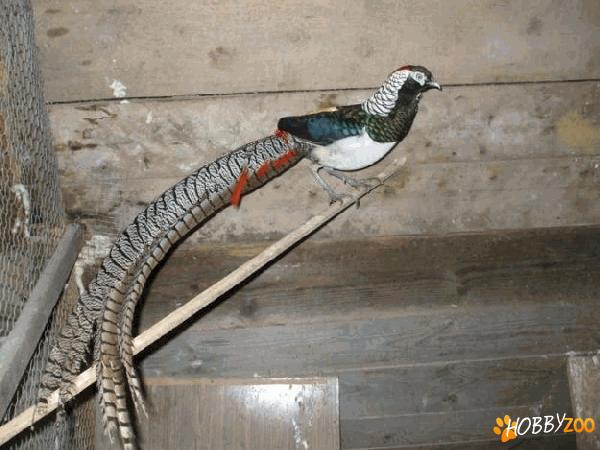 Fazani  comuni găini pitice