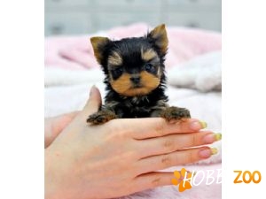 terrier,toy,carnet de sanatate