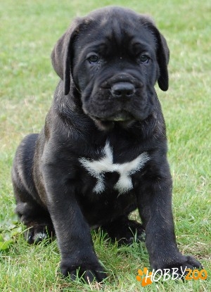  Cane Corso caine de paza