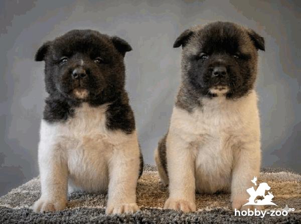 Akita American, căței excepționali