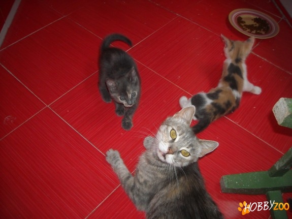 Oferim Pisoi spre adoptie