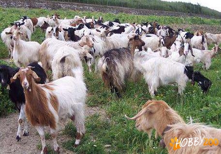 capre ieftine urgent tineret
