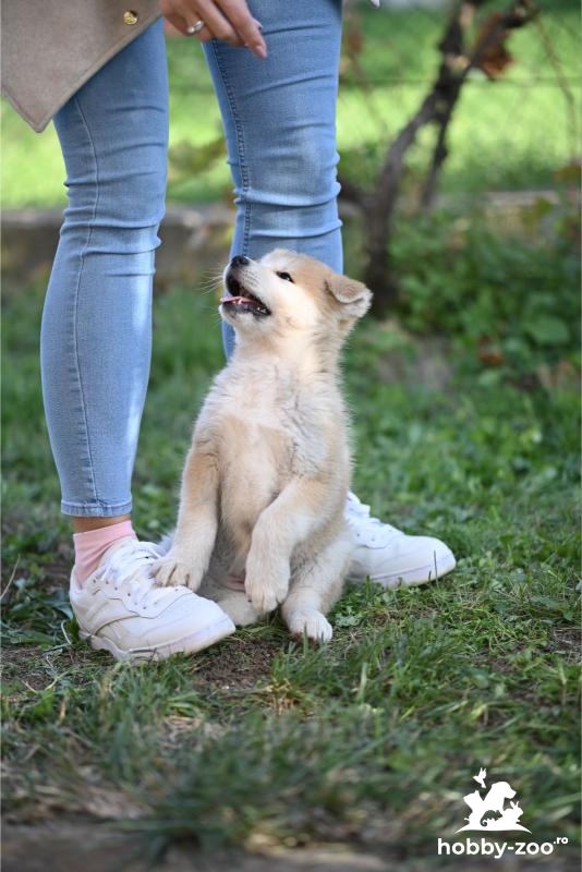 Căței Akita Inu japonezi