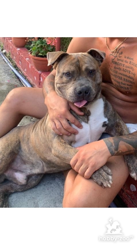 Mascul Amstaff caut femela pt monta 