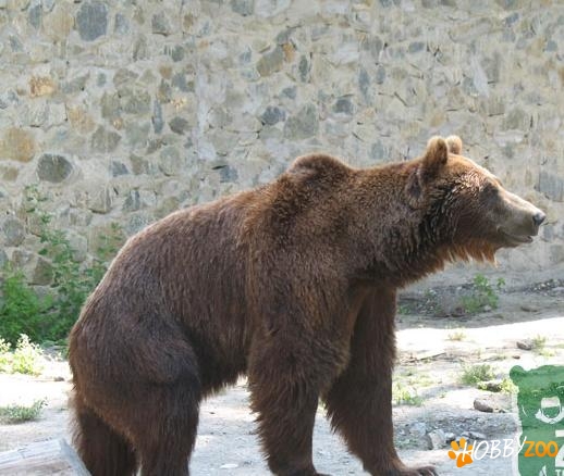 Gradina Zoologica Timisoara