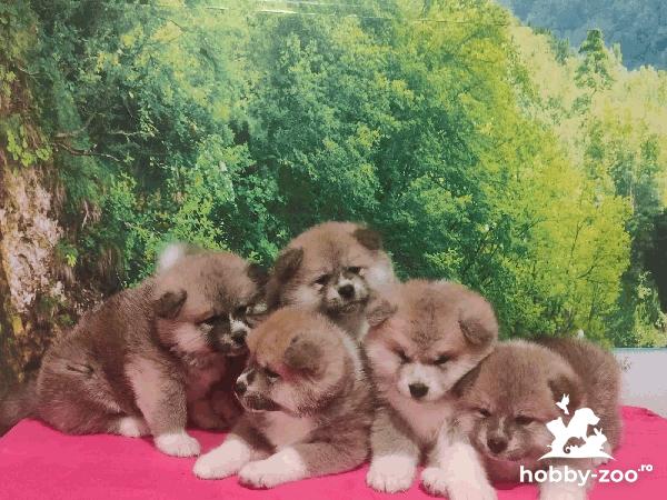 Akita Inu cauta parinti