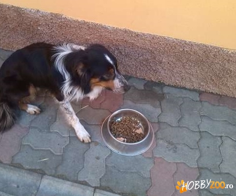 Monta Border collie pasaport 