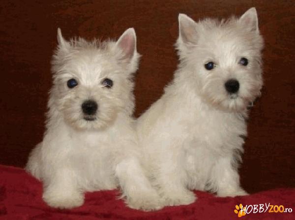 vand catei westie de calitate