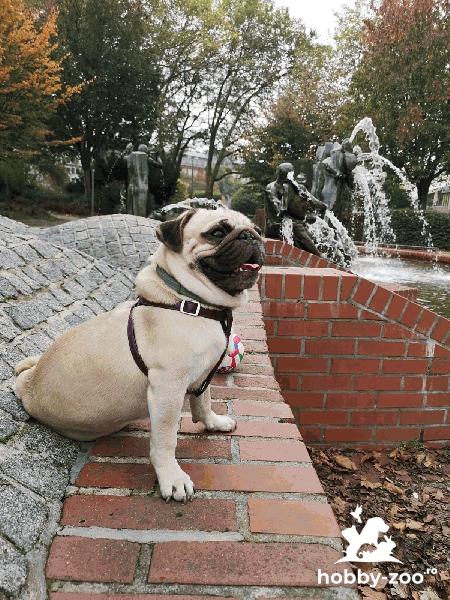 Monta  mops/pug gold
