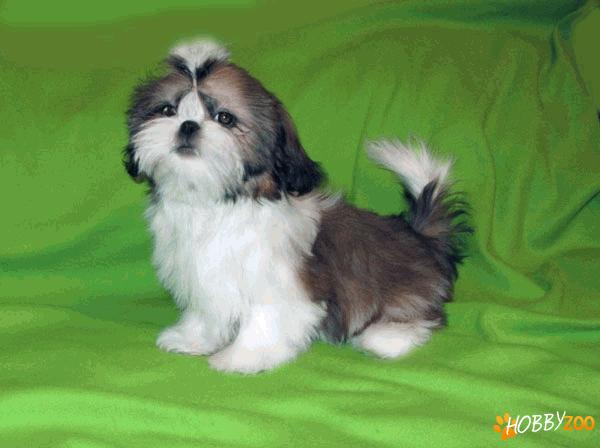 vindem catei shih tzu