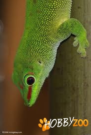 pui de Phelsuma grandis