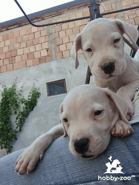 Dogo Argentino – Pui Frumoși
