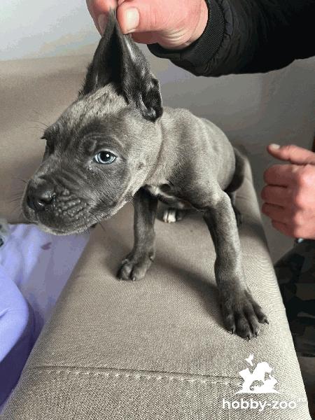 Căței cane corso de vanzare