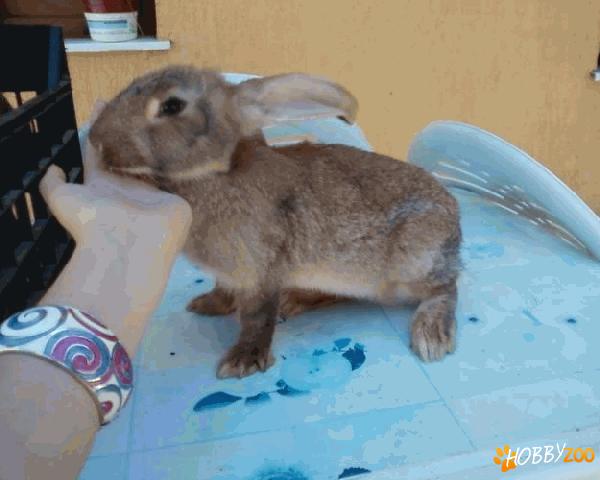 iepuri belgieni rasa pura