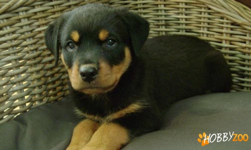 Pui Rottweiler de vanzare
