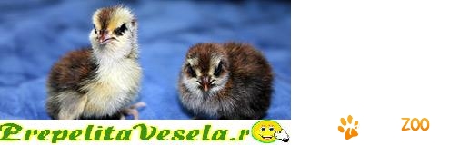 oua prepelita consum si incubat