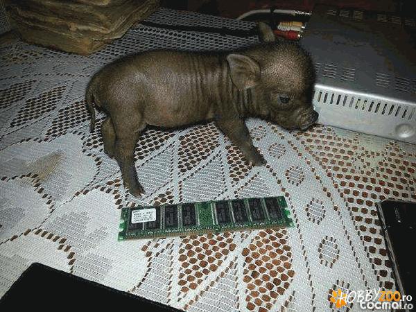 Purcelusi vietnamezi rasa pura